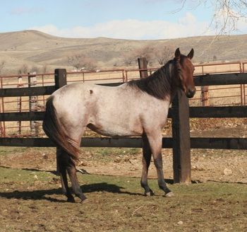 Pepsie a yearling grandaughter of Pepto Boonsmal was sold to Wy ranch
