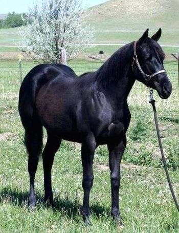 Prette Precious as a yearling, she is retained in my small broodmare band
