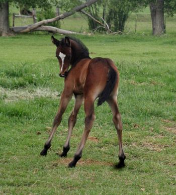 Zoomernic Reining bred colt from Reinella with Boomernic and Gunsmoke lines. He is for sale.
