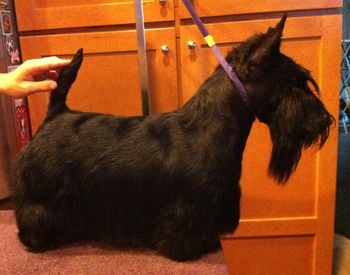 My favorite photo of Jenny Lind, a Scottish Terrier Female owned by the Inman Family of CA, she is a daughter of Ch T-Rex and Ravenbouts Real Aroma , she had two 4 pt majors and a 3 pt major all before she is a year old. She is shown here expertly groomed by Lisa Inman.
