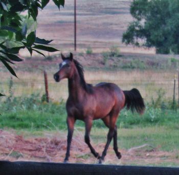 Zoomernics Smoken lives in Colorado, thank you Cathy wishing you much sucess with these yearling
