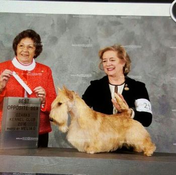 Mic going for his Bronze Championship with Clark Pennypacker,Owned by Christy Hillhouse and raised at Ravenbout Scotties
