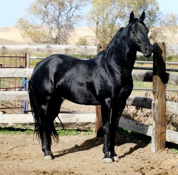 Sparractic RB producing foals with disposition and black color
