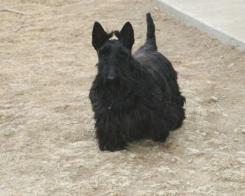 Bouncin Babe,one of my favorite females and a daughter of BrandyBae Bayou Beau purchased from BrandyBae Scottish Terriers in LA.
