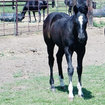 Darlannic 2012 filly is sold and heading for Texas. Thank You Ferrnando
