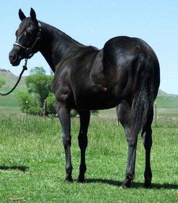 Prette Precious as a yearling, daughter of Dreama Doll
