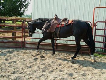 Levi was sold to New Mexico a few years ago and stands at stud there.
