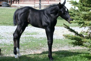 This Black AQHA baby from Dreama Doll and Sparractic made his home in British Columbia Canada
