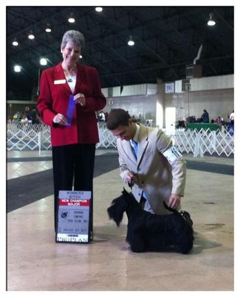 Miss Jenny Lind is a new Champion in CA She is a T-Rex and Ravenbouts Real Aroma, shown and loved by AfterGlow Scotties in CA
