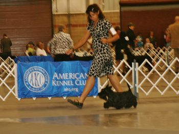 Raquel and Arial going for a major at the Yellowstone Valley Kennel Club Show
