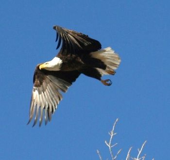 One of my favorite pictures, love the freedom that Bald Eagles project in our Big Sky Country. I took this as he was flying out of a tree nearby
