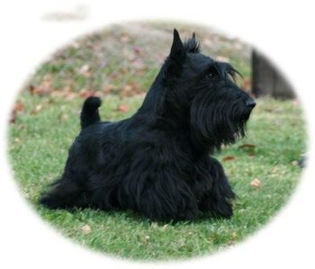 BRANDYBAE BAYOU BEAU, terrific sire that is responsible for the good black females that go to the showring and also sireing puppies with great Scottie attitude ,
