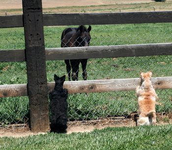 A Scottie Pass time Watching the foals who tease them thru the fence and get a good game going and patrolling the yard to keep the pheasants and rabbits in their place
