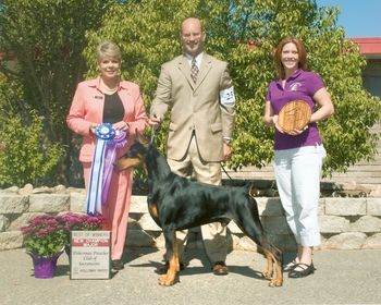 Am Ch Esquire Ring of Fire (imp USA) SIRE: Am Ch Trotyl De Black Shadow DAM: Am/Can Ch Holmruns Regardez
