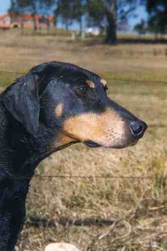 "Maggie at 15" 1 of 14 live puppies born from AI still is the record for dobermanns in Australia
