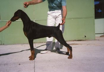 Black Tie at 9months old
