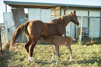 Cindy's 1st days at Celestion Farm
