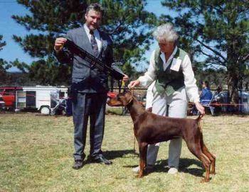 Ch Celestion April Sonnet SIRE: Carjos Buster Brown(imp USA) DAM: Carjos Scarlet O'Hara von Downey (imp USA)
