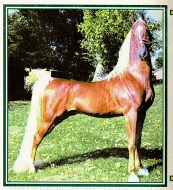 Sire: Catalyst (USA)
