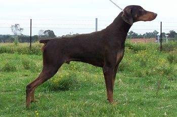 Borlaise Charlie Brown SIRE:Ch Prima Krakatua(AI) DAM: Celestion Dream Catcher
