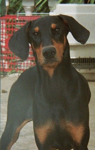 "Jed" SIRE: Borlaise Charlie Brown DAM: Celestion Devils Moon
