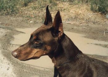 Carjo's Buster Brown (imp USA) "Buster"
