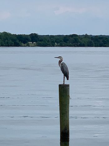 Hey! Grey Heron in Havre de Grace
