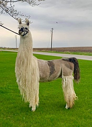 CVL Prides Southern Charm - co owned with the Johnson family in Iowa
