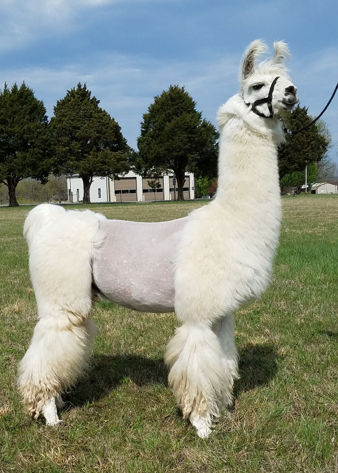 CriVen Llamas Our Herdsires!