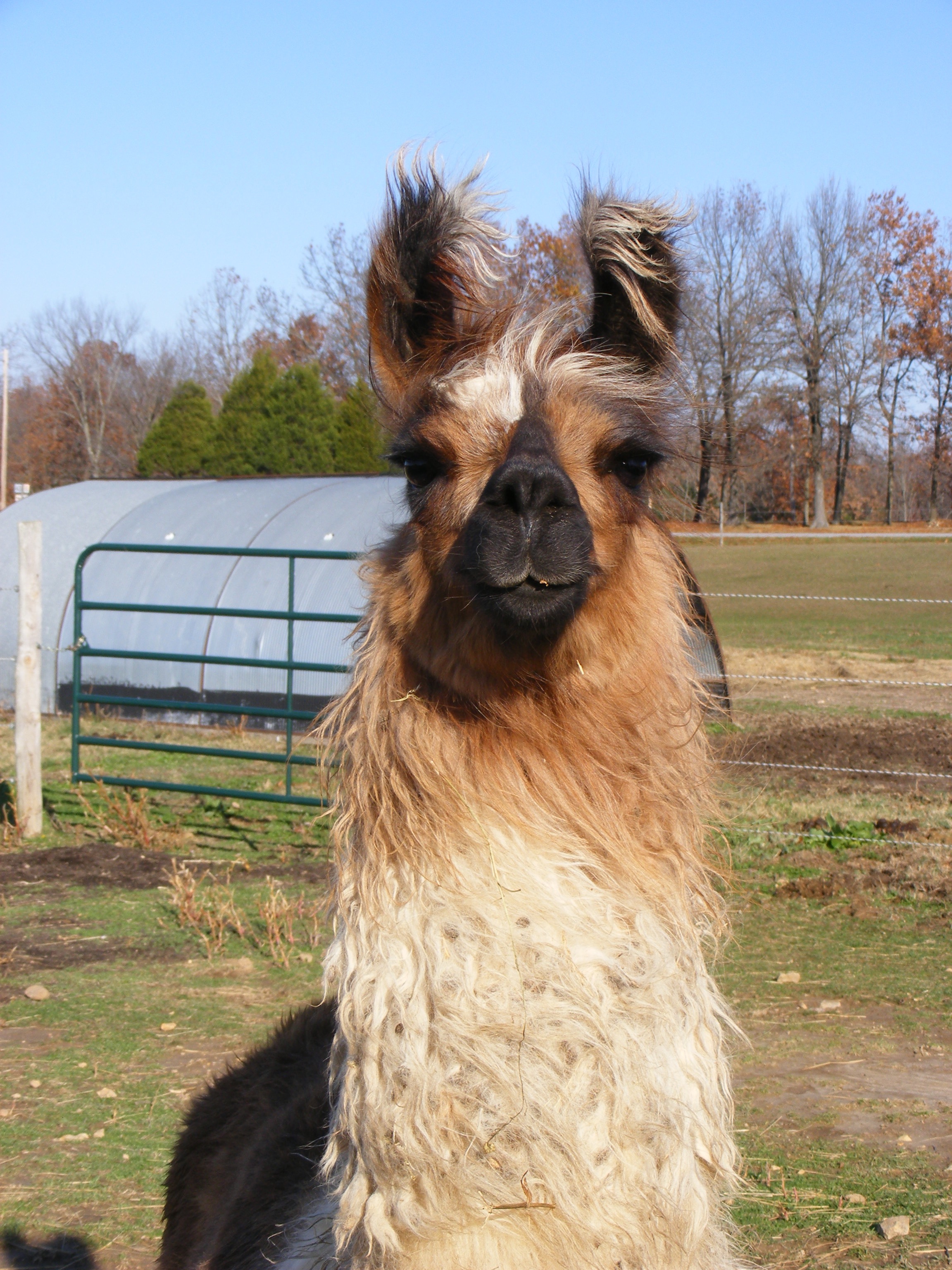 CriVen Llamas