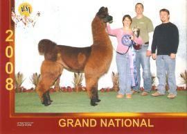2008 ALSA National Champion Heavy Wool Female! Co-Owned with Justin Timm at the time of her win.

