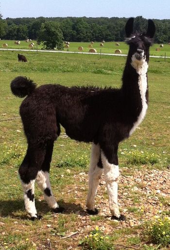 CVL Travelin' Soldier - male by HOLR Thunderstruck! Now owned by Terese Evenson.
