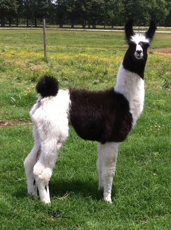 CVL Keynote - male by HOLR Thunderstruck! Now owned by Trisha McKaskle.
