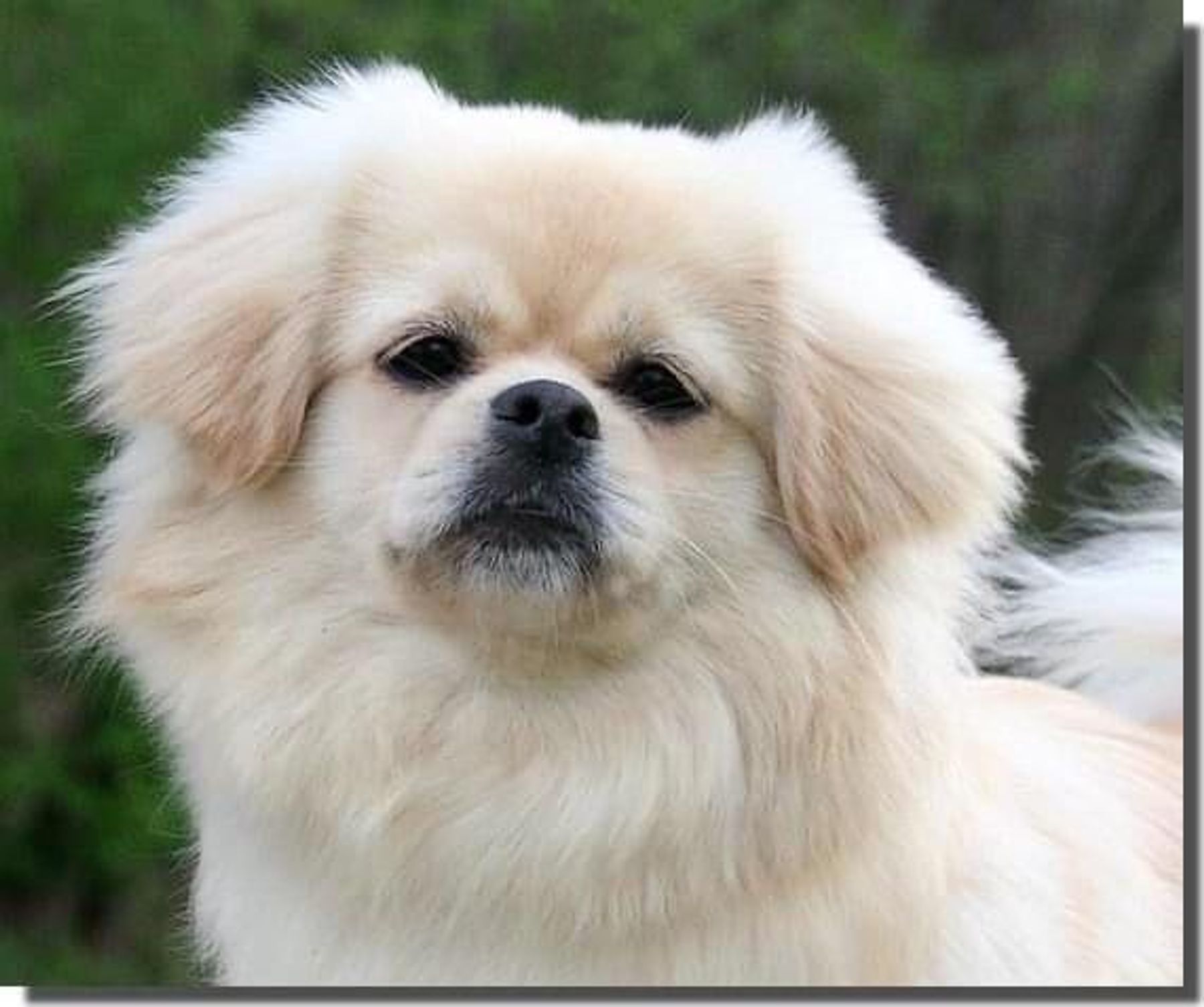 White store tibetan spaniel