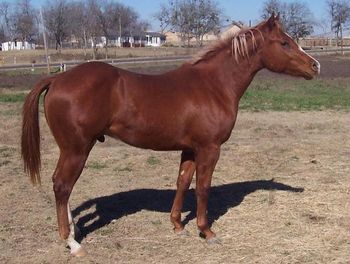Zoom 3 yr old full brother to this filly.
