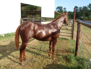 Magic as a yearling owned by Tommy Stanton
