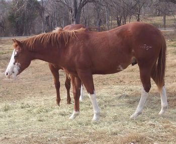 Striker 2 yr old after 60 days on TE
