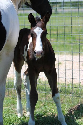 2014 APHA 9 days old "Cowboy" APHA Stud colt by Count Down/APHA TUR Cowboy Floosie
