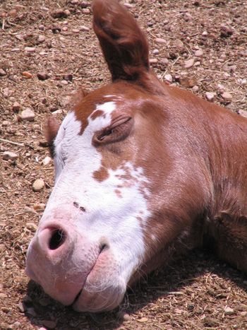 Not even flies can mess up nap time
