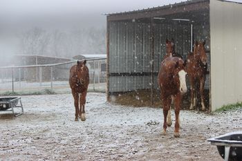 Snow Feb. 2015
