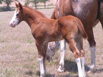 2011 APHA Colt
