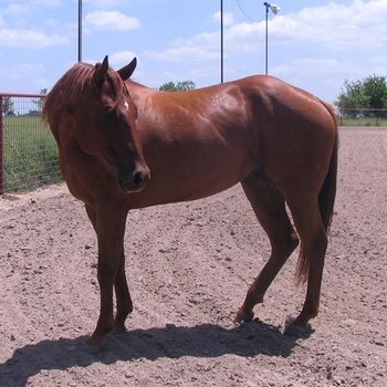 Genuine Toby. 5 yr gelding we purchased earlier this year. He was pretty poor and not well taken care of. He is just about ready to start his Barrell Training with Brenda Lundy. He is plenty FAST
