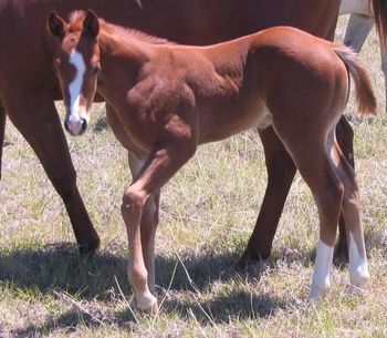 2011 Sorrel colt
