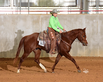 Zoom 2016 4th AQHA Show
