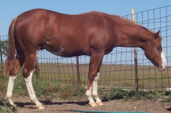 2011 APHA Colt
