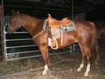 Genuine Dollar sportin' the 2009 CPRA Steer Wrestling Champion Saddle
