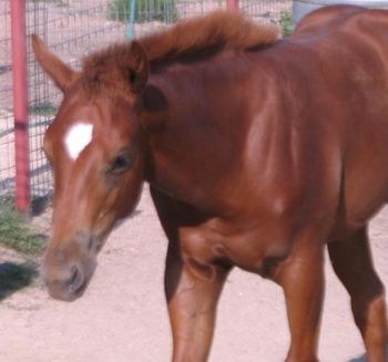 Taken 7/25/12. Look at that deep gorgeous color Count Down puts on his babies
