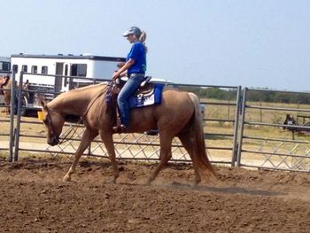 4 yr old Mare just starting her show carreer.
