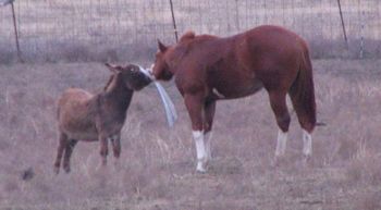 Cracker jack brining twister a peace offering.
