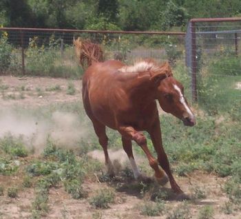 Zoom 2011 colt at play
